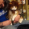 cat, costume, lion_mane, fluffy, pet, animal, portrait, indoor, person, man, glasses, beard, hands, blue_shirt, plaid_shirt, jeans, furniture, home_decor, framed_art, festive_decor