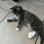 Chaussette participe au concours pour gagner de l'argent avec cette photo : kitten, cat, tabby, gray, white_paws, feline, pet, animal, cute, fur, indoor, floor, tile, relaxed, young, small, whiskers, paw, laying_down, curious