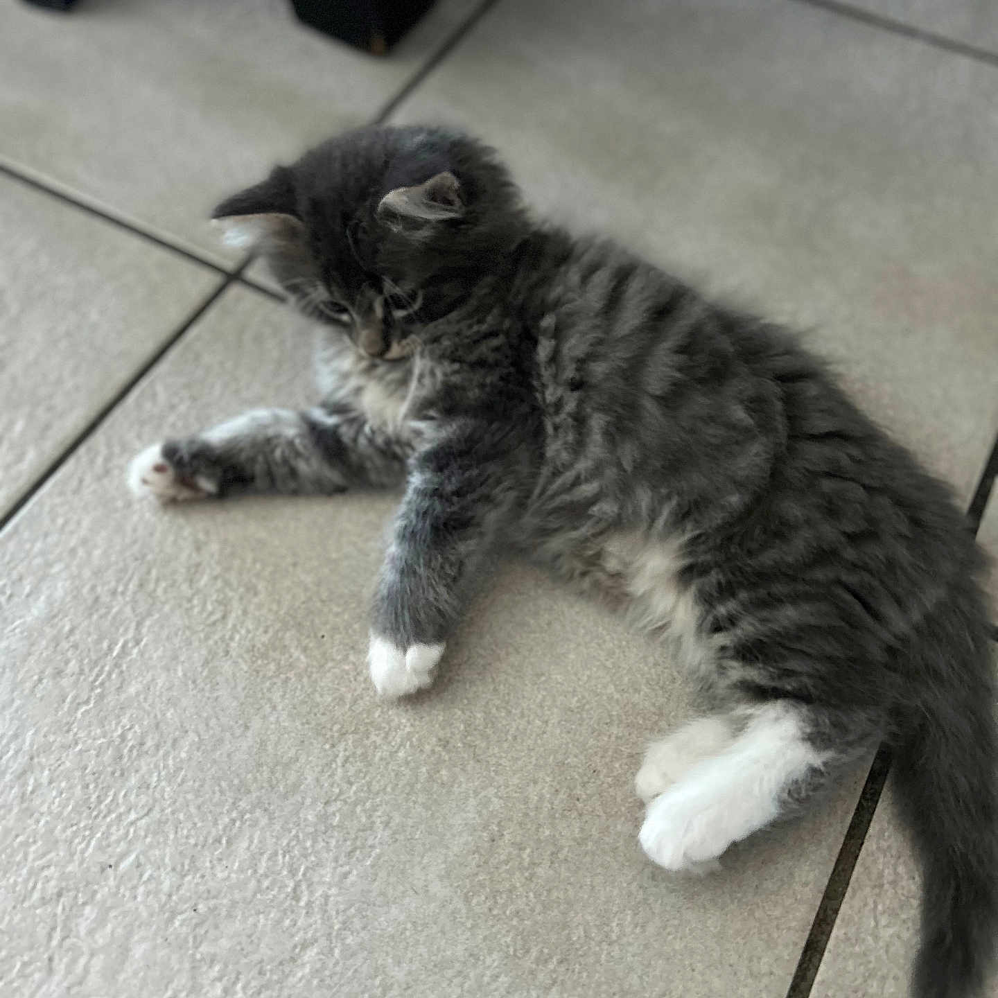 Chaussette participe au concours pour gagner de l'argent avec cette photo : kitten, cat, tabby, gray, white_paws, feline, pet, animal, cute, fur, indoor, floor, tile, relaxed, young, small, whiskers, paw, laying_down, curious