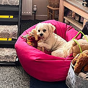 Mr Pikkles is registered to the contest to win money with this photo: dog, bean_bag, plush_toy, living_room, carpet, basket, stuffed_animal, stairs, furniture, pet, cozy, indoor, white_dog, relaxing, toy, cushion, wooden_furniture, home_decor, floor, playful