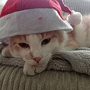 Spouki a rejoint le concours — aidez-le/la à gagner de superbes lots ! cat, santa_hat, holiday, sleepy, cozy, blanket, indoor, cute, pet, fur, whiskers, closeup, resting, pink_nose, soft_texture, relaxed, domestic_cat, christmas, animal, warm