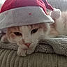 cat, santa_hat, holiday, sleepy, cozy, blanket, indoor, cute, pet, fur, whiskers, closeup, resting, pink_nose, soft_texture, relaxed, domestic_cat, christmas, animal, warm