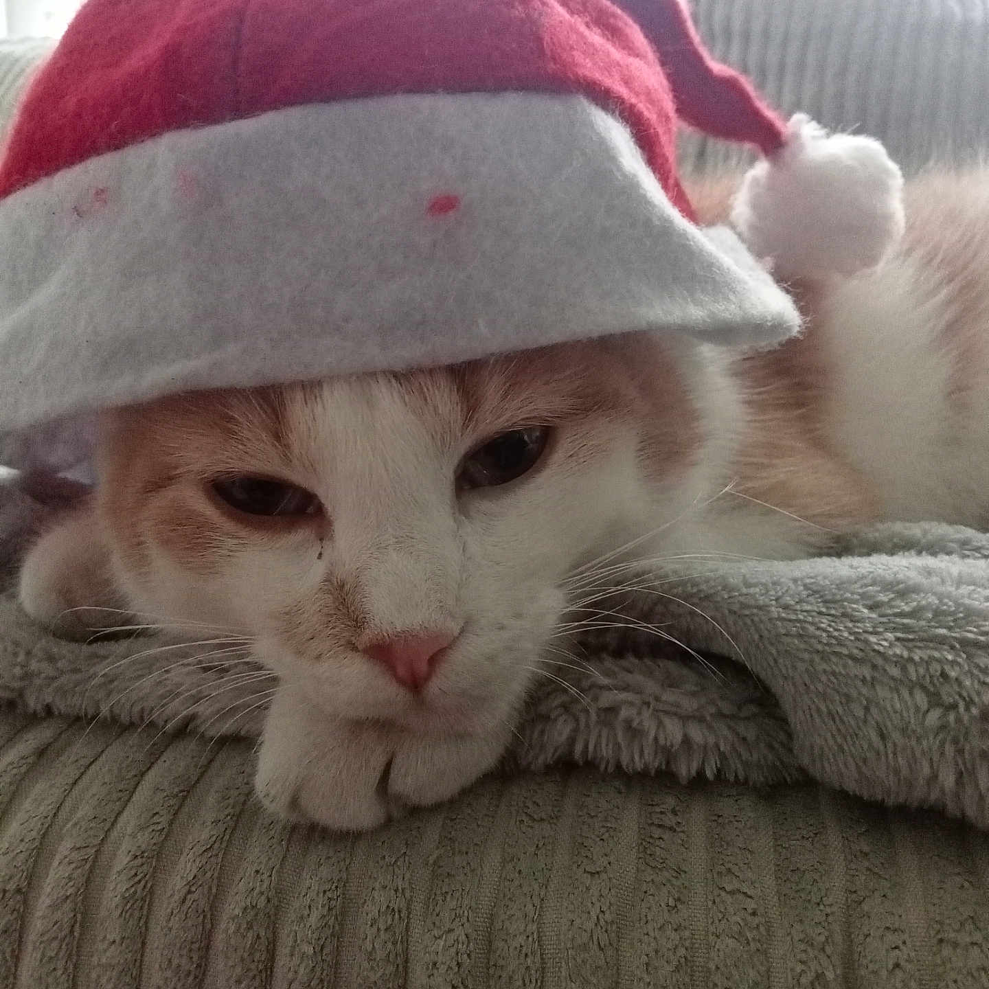 Spouki a rejoint le concours — aidez-le/la à gagner de superbes lots ! cat, santa_hat, holiday, sleepy, cozy, blanket, indoor, cute, pet, fur, whiskers, closeup, resting, pink_nose, soft_texture, relaxed, domestic_cat, christmas, animal, warm