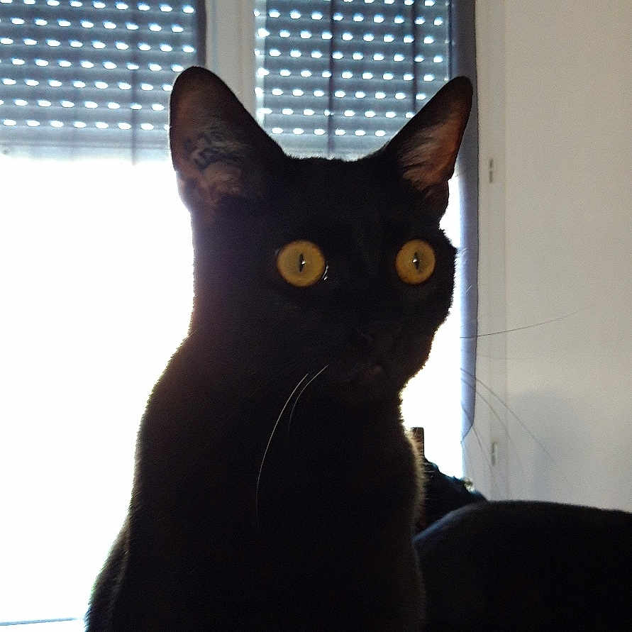 Nouil