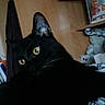 Nouil a rejoint le concours — aidez-le/la à gagner de superbes lots ! black, black_cat, carnivoran, cat, cat_like_mammal, domestic_short_haired_cat, mammal, small_to_medium_sized_cats, snout, vertebrate, whiskers