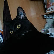 Nouil participe au concours pour gagner de l'argent avec cette photo : black, black_cat, carnivoran, cat, cat_like_mammal, domestic_short_haired_cat, mammal, small_to_medium_sized_cats, snout, vertebrate, whiskers