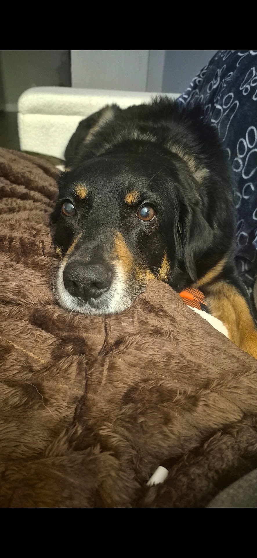 Cub is registered to the contest to win money with this photo: dog, black_and_tan, resting, blanket, fuzzy, close_up, indoors, couch, pet, fur, face, animal, cozy, relaxed, brown, comfort, expression, home, laying, snout