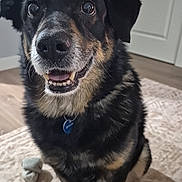 Cub is registered to the contest to win money with this photo: animal, black_fur, canine, collar, dog, domestic, door, floor, fur, happy, indoor, looking_up, mammal, pet, playful, rug, sitting, smiling, tan_fur, wide_eyes