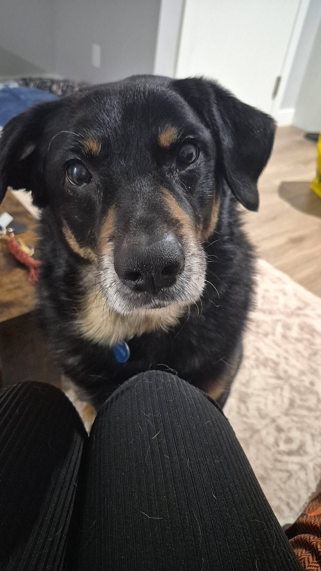 Cub is registered to the contest to win money with this photo: animal, black_dog, canine, carpet, close_up, companion, curious, dog, domestic, door, eyes, face, floor, fur, indoor, looking, nose, pants, pet, pet_hair