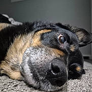 Cub joined the competition — help win amazing prizes! dog, close_up, carpet, fur, pet, animal, lying_down, indoor, snout, black_fur, brown_fur, relaxed, portrait, canine, nose, whiskers, expression, home, domestic_animal, side_view
