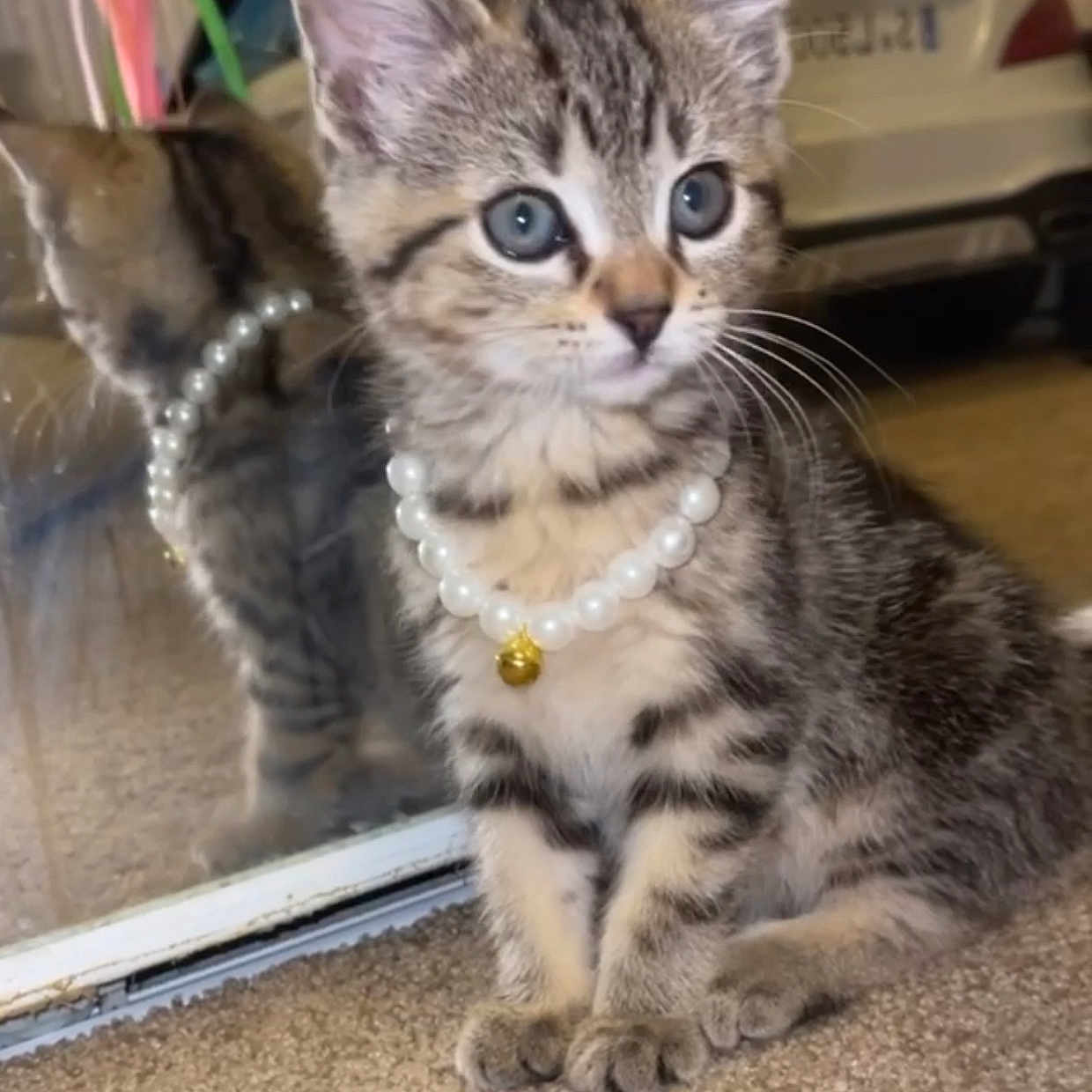 Toodie J is registered to the contest to win money with this photo: abyssinian, accessories, animal, bead, beadnecklace, cat, egyptiancat, jewelry, kitten, leash, manx, necklace, ornament, pearl, pendant, pet, siamese, strap