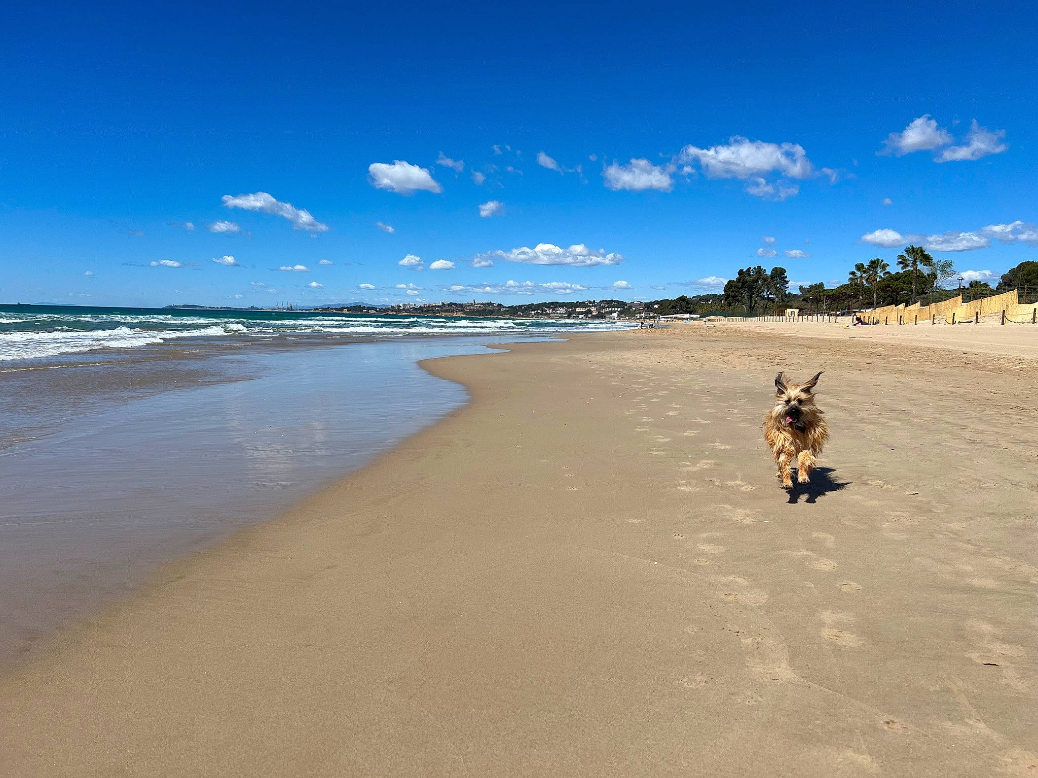 Simone a rejoint le concours — aidez-le/la à gagner de superbes lots ! azure, beach, calm, caribbean, carnivore, cloud, coastal_and_oceanic_landforms, cumulus, dog, horizon, landscape, leisure, sand, shore, sky, travel, tree, water, wind_wave, wood