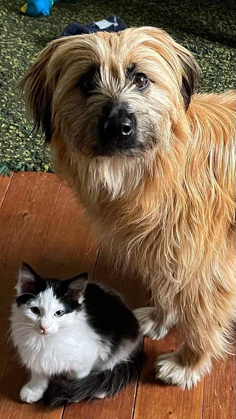 Simone participe au concours pour gagner de l'argent avec cette photo : biewer_terrier, carnivore, cat, companion_dog, dog, dog_breed, felidae, fur, liver, poodle_crossbreed, small_terrier, small_to_medium_sized_cats, snout, tail, terrestrial_animal, terrier, toy_dog, whiskers, working_animal, yorkipoo