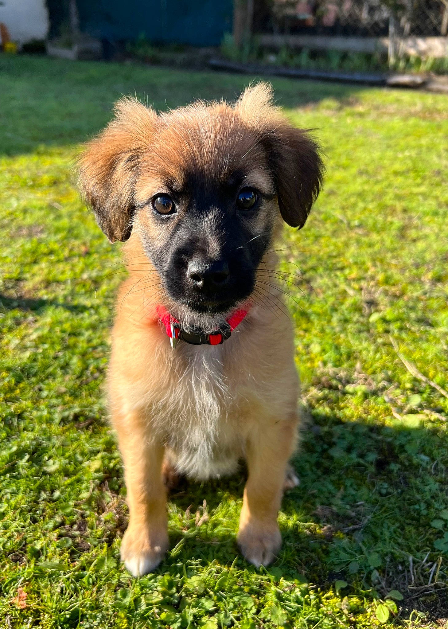 Simone a rejoint le concours — aidez-le/la à gagner de superbes lots ! ancient_dog_breeds, canidae, carnivore, companion_dog, dog, dog_breed, fawn, fur, grass, groundcover, plant, puppy, snout, sporting_group, terrestrial_animal, whiskers, working_animal, working_dog