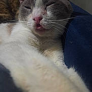 Tator Tot is registered to the contest to win money with this photo: cat, sleepy, close_up, paw, feline, whiskers, nose, fur, relaxed, indoor, cute, pet, animal, resting, cozy, domestic, mammal, face, tongue, soft