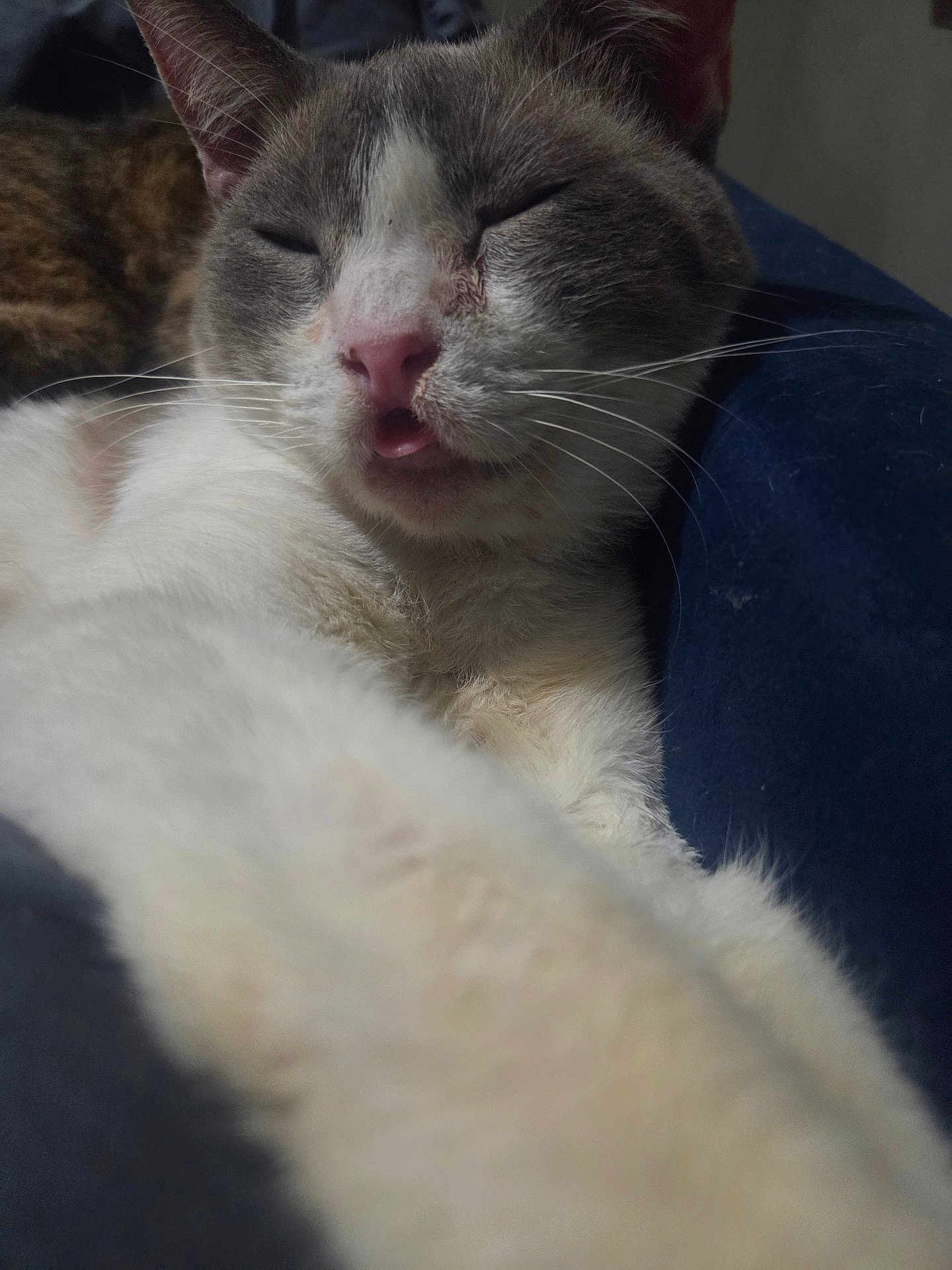 Tator Tot