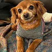 Bella is registered to the contest to win money with this photo: dog, brown_dog, small_dog, sweater, cozy, blanket, indoor, pet, cute, fur, animal, portrait, looking_at_camera, relaxed, companion, domestic_animal, canine, snout, ears, paws