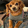 dog, brown_dog, small_dog, sweater, cozy, blanket, indoor, pet, cute, fur, animal, portrait, looking_at_camera, relaxed, companion, domestic_animal, canine, snout, ears, paws