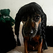 Elvis joined the competition — help win amazing prizes! animal, black, black_hair, braids, brown, closeup, couch, cushions, dog, ears, expression, face, fur, indoor, looking, pet, portrait, sitting, teddy_bear, toy