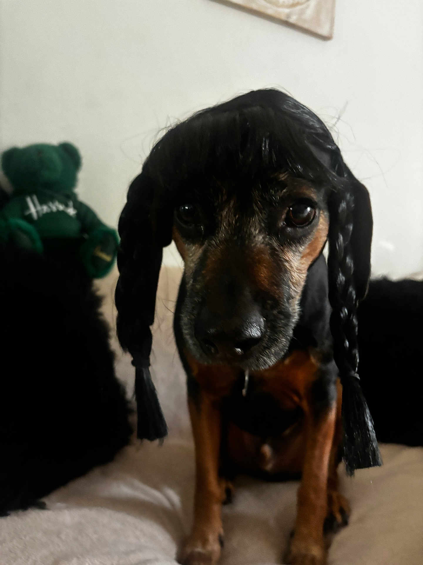 Elvis joined the competition — help win amazing prizes! animal, black, black_hair, braids, brown, closeup, couch, cushions, dog, ears, expression, face, fur, indoor, looking, pet, portrait, sitting, teddy_bear, toy