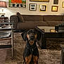 Elvis joined the competition — help win amazing prizes! dog, indoor, living_room, carpet, sofa, table, lamp, artwork, painting, chair, furniture, brown, black, tan, pet, animal, portrait, home, decor, sitting