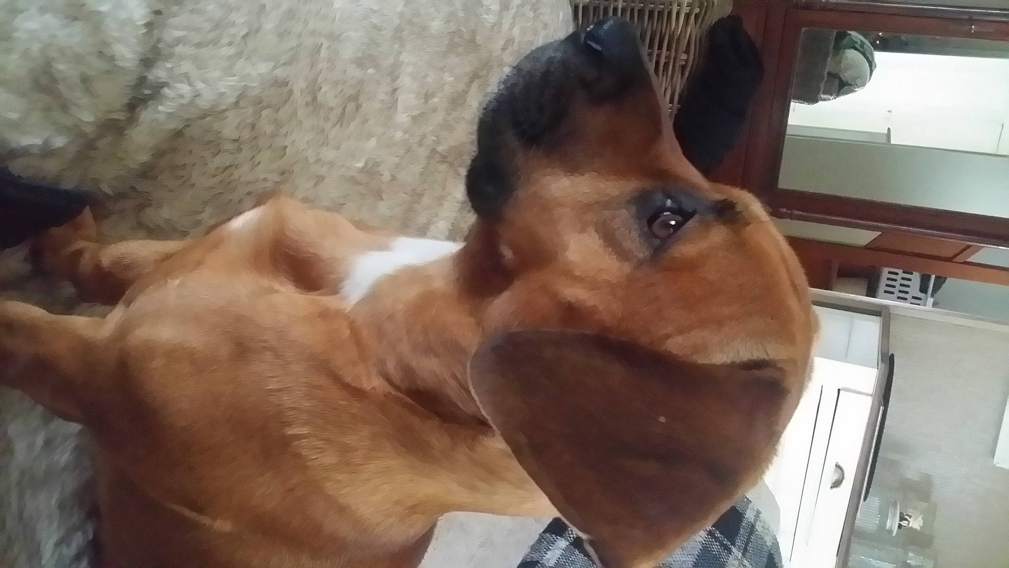 Wallace participe au concours pour gagner de l'argent avec cette photo : beige, brown, canidae, carnivore, collar, companion_dog, dog, dog_breed, fawn, liver, skin, snout, tan, terrestrial_animal, vertebrate, working_animal, working_dog