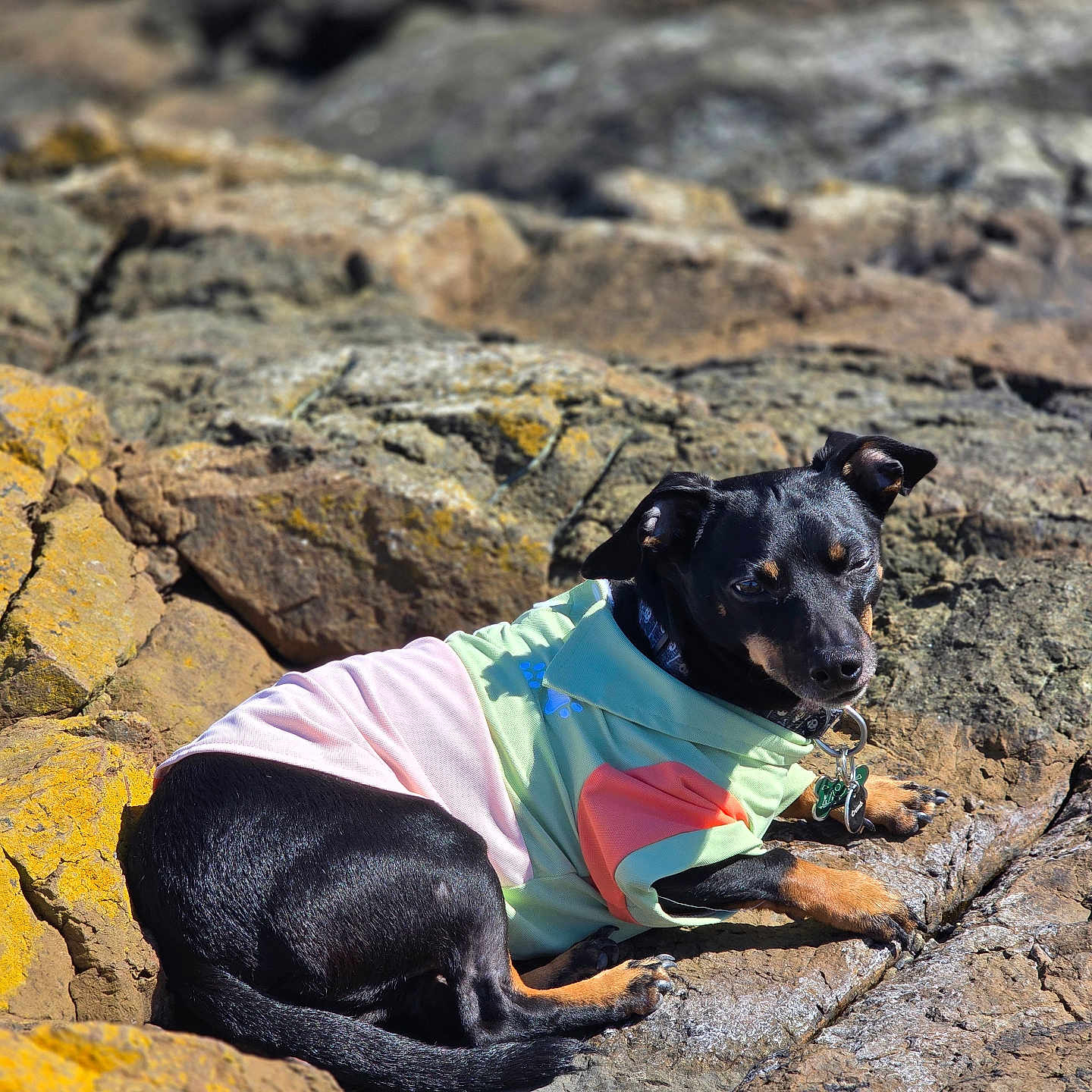 Link joined the competition — help win amazing prizes! animal, black_dog, canine, collar, dog, fur, jacket, nature, outdoor, paw, pet_clothing, relaxed, resting, rocks, small_dog, sunlight, sunny, tag, tan_markings, wildlife
