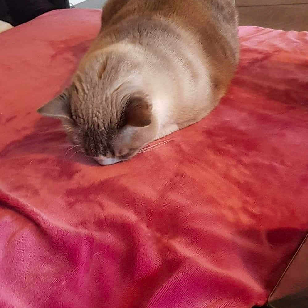Sasha