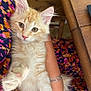 kitten, cat, orange_tabby, fluffy, pet, animal, paw, person, arm, bracelet, dress, floral_pattern, wooden_table, indoor, close_up, cute, feline, domestic_cat, resting, loving