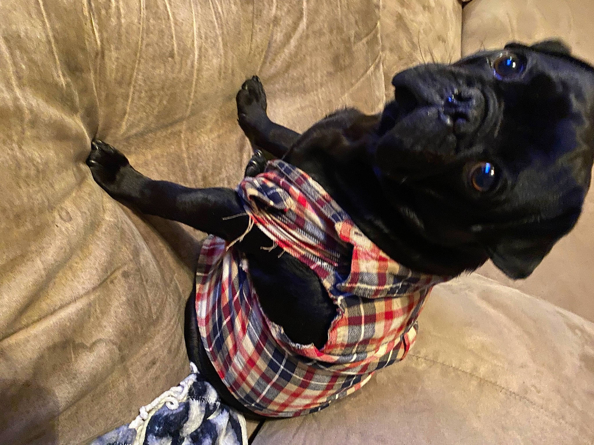Kevin is registered to the contest to win money with this photo: adventure, carnivore, collar, companion_dog, dog, dog_breed, dog_collar, dog_supply, fawn, fun, fur, leash, pattern, personal_protective_equipment, plaid, recreation, snout, street_fashion, tartan, working_animal