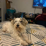 Patches joined the competition — help win amazing prizes! bed, blanket, casual, clothing, couch, cozy, dog, furniture, household_items, indoor, laundry_basket, living_room, patterned_bedspread, person, relaxed, screen, scruffy_dog, sitting, television, watching_tv