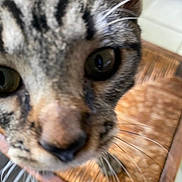 Malcolm participe au concours pour gagner de l'argent avec cette photo : cat, tabby, close_up, whiskers, curious, face, eyes, feline, pet, indoor, blurred, nose, fur, animal, domestic, mammal, close, looking, cute, curiosity