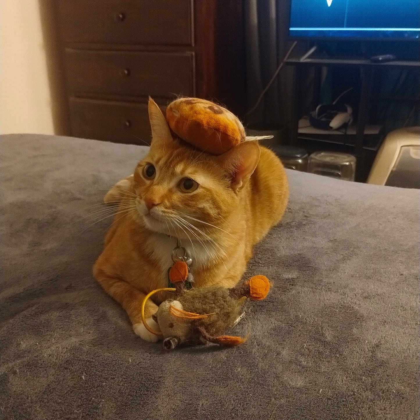 Nala is registered to the contest to win money with this photo: animal, bed, blanket, cat, cozy, curious, cute, domestic, dresser, furniture, indoor, living_room, orange_tabby, pet, playing, resting, soft_toy, stuffed_bagel, television, toy_mouse