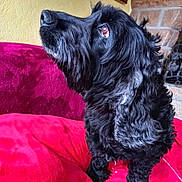 Gala a rejoint le concours — aidez-le/la à gagner de superbes lots ! dog, black_dog, curly_fur, pet, indoor, red_blanket, cozy, curious, looking_up, fur_texture, home, fireplace, yellow_wall, companion, animal, mammal, cute, domestic_animal, sitting, portrait