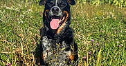 Tacoma is registered to the contest to win money with this photo: animal, black_and_tan, blue_sky, collar, crop_field, dog, field, front_facing, grass, happy, meadow, nature, outdoors, panting, pet, portrait, sitting, sunny, tongue_out, wildflowers