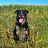 animal, black_and_tan, blue_sky, collar, crop_field, dog, field, front_facing, grass, happy, meadow, nature, outdoors, panting, pet, portrait, sitting, sunny, tongue_out, wildflowers