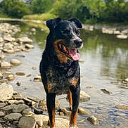 Tacoma joined the competition — help win amazing prizes! black_and_tan, canine, daylight, dog, greenery, happy, nature, outdoors, pet, portrait, river, riverbank, rocks, smiling, standing, stream, summer, tongue_out, trees, water