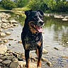 black_and_tan, canine, daylight, dog, greenery, happy, nature, outdoors, pet, portrait, river, riverbank, rocks, smiling, standing, stream, summer, tongue_out, trees, water