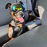 Tacoma joined the competition — help win amazing prizes! animal, backseat, black_and_tan, car, car_interior, dog, funny, goggles, leather_seat, lying_down, panting, pet, portrait, road_trip, sitting, sunlight, tongue, travel, vehicle, window