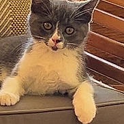 Aby participe au concours pour gagner de l'argent avec cette photo : cat, kitten, gray, white, pet, animal, cute, cushion, furniture, indoor, relaxed, looking, whiskers, ears, paws, wood, texture, cozy, home, alert