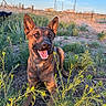 dog, belgian_malinois, sitting, smiling, open_mouth, tongue, pointed_ears, brown_coat, black_mask, outdoors, field, wildflowers, vegetation, rural, fence, utility_poles, blue_sky, sunlight, portrait, second_dog