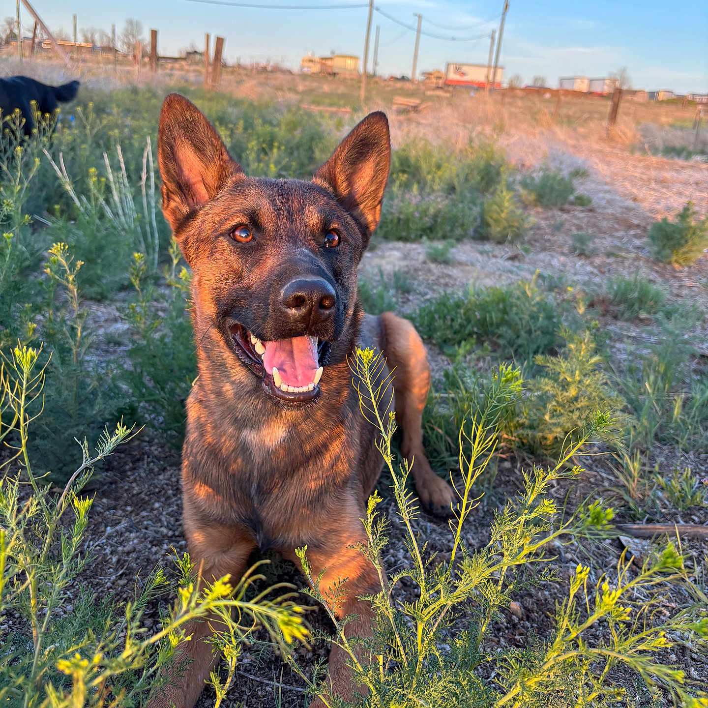 Ruger