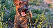 Ruger joined the competition — help win amazing prizes! dog, dogs, belgian_malinois, pointy_ears, happy, smiling, panting, outdoor, field, wildflowers, grass, nature, sunlight, blue_sky, rural, fence, utility_poles, portrait, animal_photography, black_dog