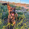 dog, dogs, belgian_malinois, pointy_ears, happy, smiling, panting, outdoor, field, wildflowers, grass, nature, sunlight, blue_sky, rural, fence, utility_poles, portrait, animal_photography, black_dog