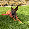 dog, belgian_malinois, puppy, pointy_ears, portrait, grass, park, outdoor, sunny, red_harness, leash, lying_down, sitting, happy, open_mouth, tongue, brown_fur, black_mask, trees, residential_background