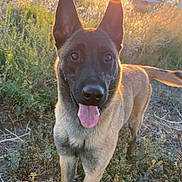 Nova is registered to the contest to win money with this photo: dog, belgian_malinois, canine, pet, standing, outdoors, field, grass, sunset, sunlight, backlighting, portrait, happy, tongue_out, pointed_ears, short_fur, brown_coat, black_mask, old_vehicles, scrapyard