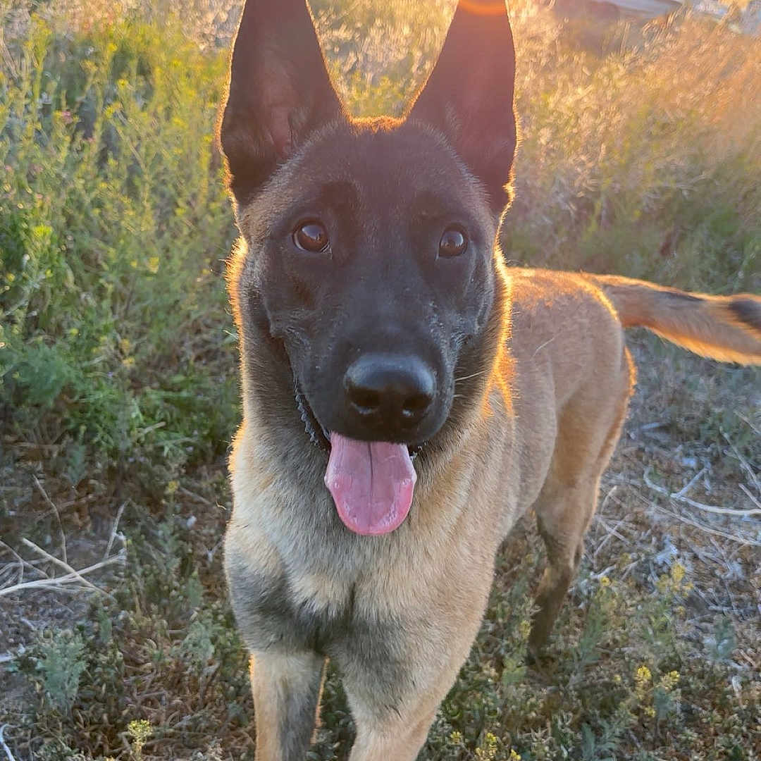 Nova