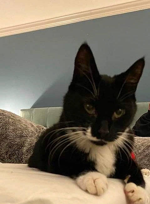 Jacks joined the competition — help win amazing prizes! box, carnivore, cat, cat_supply, claw, comfort, domestic_short_haired_cat, felidae, fur, monochrome, monochrome_photography, paw, room, sitting, small_to_medium_sized_cats, whiskers, window