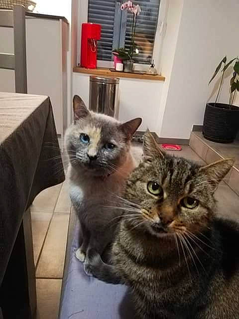 Julie participe au concours pour gagner de l'argent avec cette photo : american_shorthair, asian, carnivore, cat, domestic_short_haired_cat, european_shorthair, fawn, felidae, fur, kitten, mammal, small_to_medium_sized_cats, tabby_cat, vertebrate, whiskers