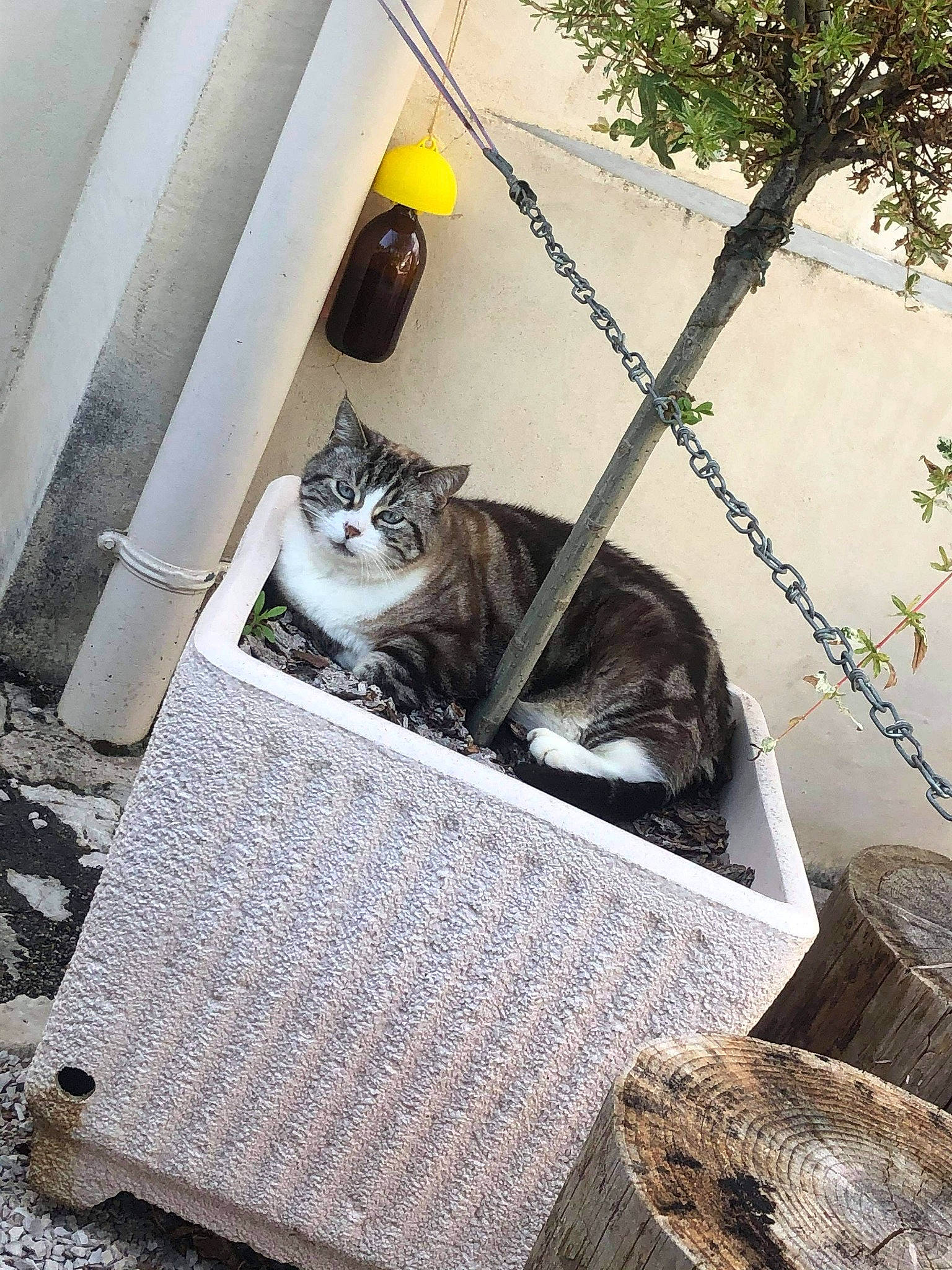 Kitty participe au concours pour gagner de l'argent avec cette photo : aegean_cat, asian, carnivore, cat, domestic_short_haired_cat, european_shorthair, fawn, felidae, kitten, small_to_medium_sized_cats, tabby_cat, whiskers